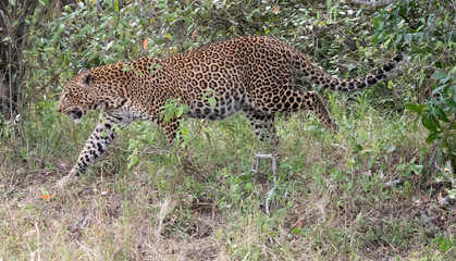 Leopard in bushes