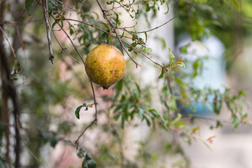 Romegranate fruit on tree branch in the garden. Colorful image with place for text, close up. Miniature Pomegranate , Punica Granatum , tropical fruit growing on a tree