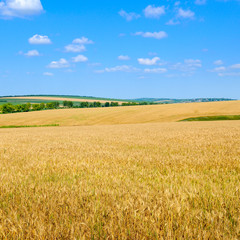 Obraz premium Wheat field and blue sky with light clouds