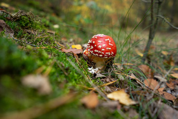 Amanita muscaria - Młody muchomor czerwony © SebbPL