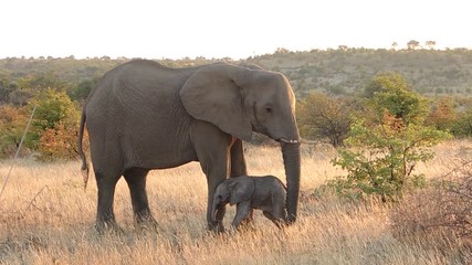 Elefantenmutter mit Baby