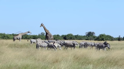 Giraffe mit Zebras