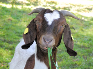Ziege Portrait Burenziege