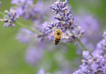 Biene im Flug 