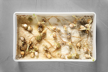 Container with sprouted chickpeas on grey table, top view. Laboratory research