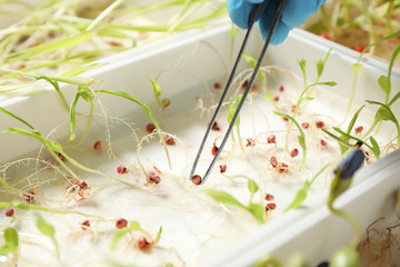 Scientist taking sprouted corn seed from container with tweezers, closeup. Laboratory analysis