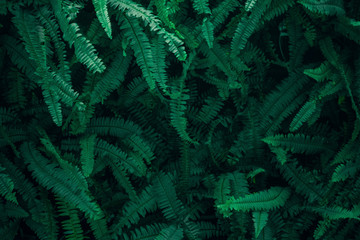 Beautiful nature background of vertical garden with tropical green leaf