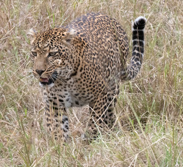 Leopard in grass
