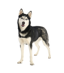 Fototapeta premium Cute Siberian Husky dog isolated on white