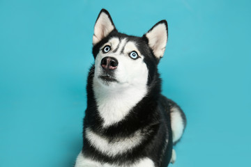 Cute Siberian Husky dog on blue background