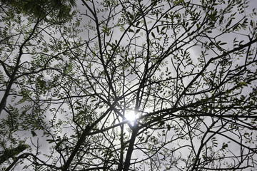 sun rays in between the tree