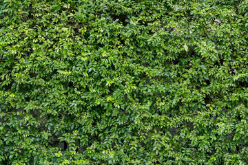 Herb wall, plant wall, natural green wallpaper and background. nature wall.