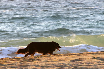 dog for a walk in a park on the shores of the Mediterranean Sea in the north of Israel