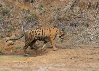 Fototapeta na wymiar Male Tiger Matkasur in waterhole at Tadoba,Maharashtra,India