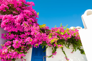 Fototapeta na wymiar Traditional greek architecture and pink flowers on Santorini island, Greece.