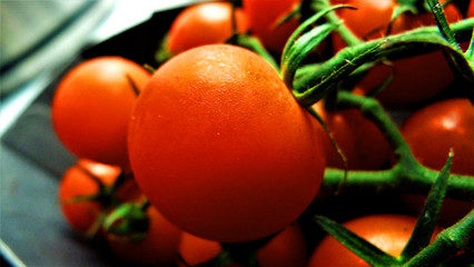 tomatoes on branch