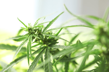 Green organic hemp on blurred background, closeup