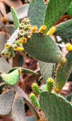 Beautiful view with cactus plants in the botanical garden