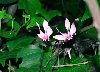 Flowers and insects, Jijel, Algeria, Africa