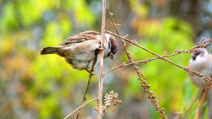 sparrow on branch