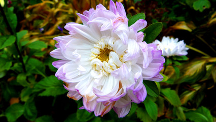 pink flowers in the garden