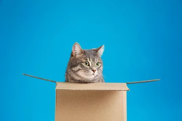 Fototapeten Cute grey tabby cat sitting in cardboard box on blue background © New Africa