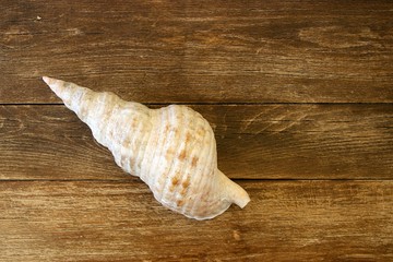 Top down view of large white sea shell  on dark brown color wood table background made of planks 