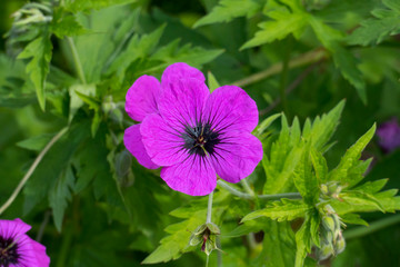 Storchenschnabel, eraniaceae, Blüte in kräftigem lila Pink