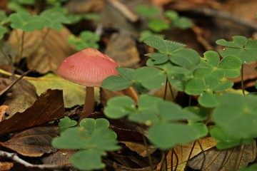Korallenroter Helmling (ATHENIELLA ADONIS)