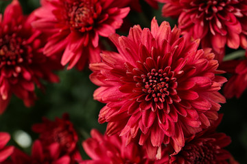 Beautiful red chrysanthemum flowers with leaves, closeup - obrazy, fototapety, plakaty