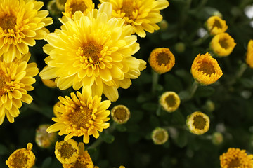 Beautiful yellow chrysanthemum flowers with leaves, closeup - obrazy, fototapety, plakaty