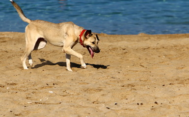 dog for a walk in a park on the shores of the Mediterranean Sea in the north of Israel
