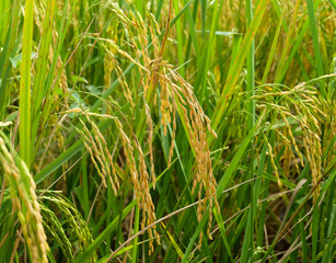 Thai jasmine rice in the field