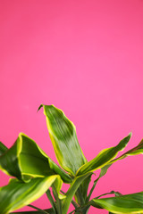 Tropical leaves on pink background, space for text. Stylish interior element