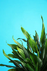 Tropical leaves on blue background, space for text. Stylish interior element