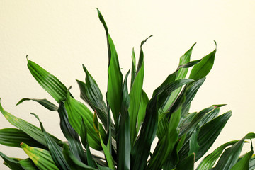 Tropical leaves on beige background, closeup. Stylish interior element