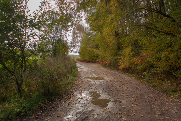 Fototapeta premium Autumn landscape. Country road with puddles after the rain, covered with yellow fallen leaves.