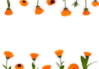 Obraz premium Flowers Calendula ( Calendula officinalis, pot marigold, ruddles, garden marigold, English marigold ) on a white background. Top view, flat lay. Medicinal herb