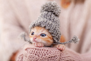 Cute ginger kitten with warm woolen hat prepared for winter