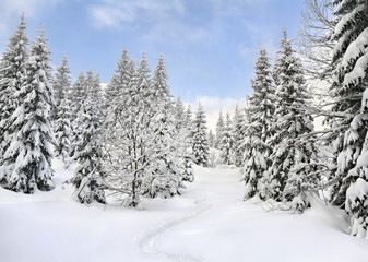 Winter landscape of mountains with path with footprints in snow following in fir forest and glade. Carpathian mountains