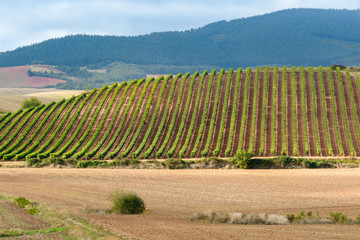Fototapeta na wymiar Vineyards with Demanda mountain range as background, La Rioja, Spain