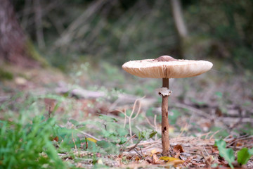 Riesenschirmpilz.