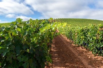 Fototapeta na wymiar Vineyards in October, La Rioja, Spain