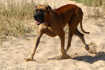 dog for a walk in a park on the shores of the Mediterranean Sea in the north of Israel