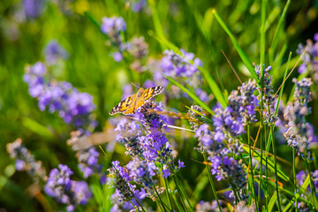 Lavander fields