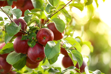 Tree branch with ripe apples outdoors on sunny day