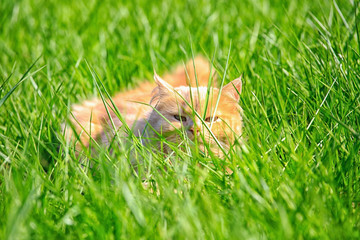 Ginger adult domestic cat sitting in grass and looking to camera