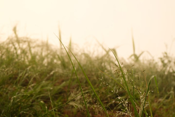 dew on green grass and sky close up