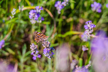 Lavander fields