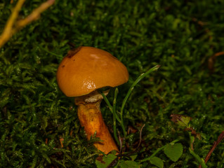 Color mushroom in dark wet green forest in autumn cloudy day